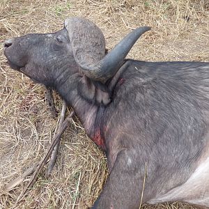 Cape Buffalo Hunt in Zimbabwe
