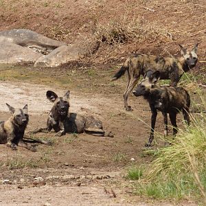 Pack of African Wild Dogs