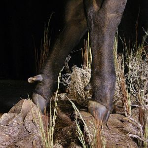 Lion Attacking Buffalo Full Mount Taxidermy