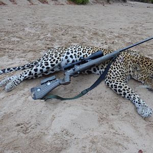 Leopard Hunt in Zimbabwe