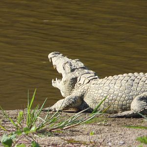 Crocodile in Zimbabwe