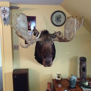 Moose Shoulder Mount Taxidermy