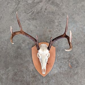 Buck European Skull Mount Taxidermy