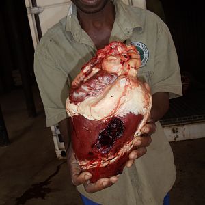 Buffalo Heart