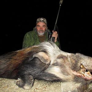 Bushpig Hunting in South Africa