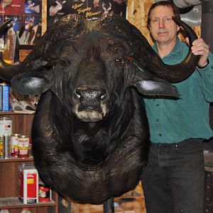 Cape Buffalo Shoulder Mount Taxidermy