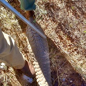 Pangolin in Nambia