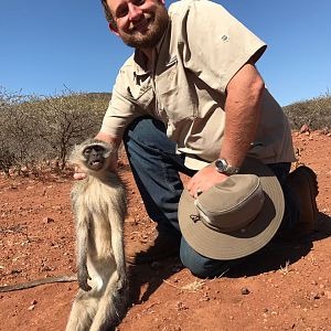 Vervet Monkey Hunt South Africa