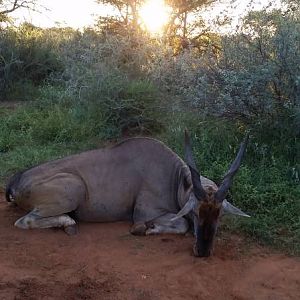 Eland Hunting