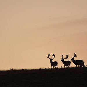 Hunting Fallow Deer in France