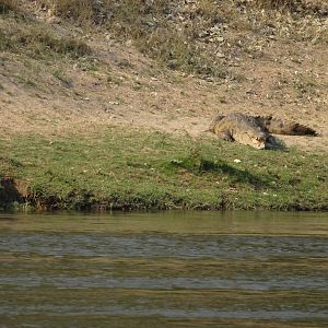 Crocodile at Zambezi River