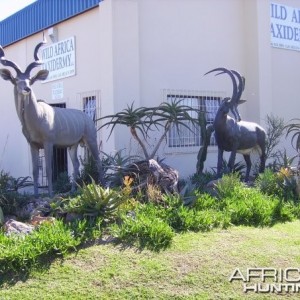 Kudu and Sable fibreglass replicas