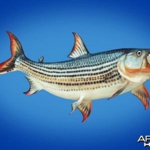 Tiger Fish taxidermy