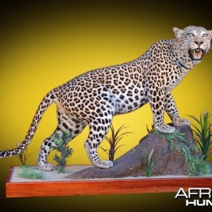 Leopard full mount