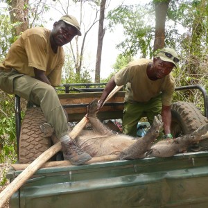 Hunting Central African Republic CAR