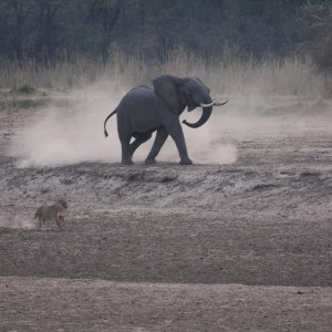 Ele chasing Lions 2