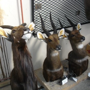 Some 2008 Trophies at Taxidermist