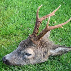 Little Aberdeenshire Roebuck