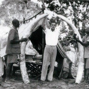 Elephant Tusks with Brian Nicholson (1931 - 2010)