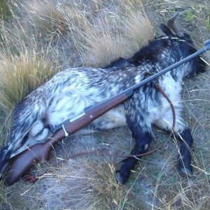 7x57 Stalking Rifle and Goat