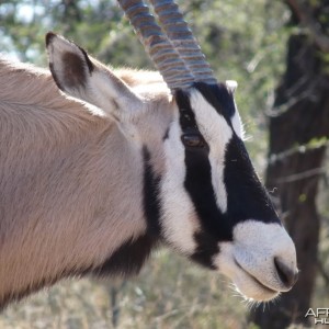 Gemsbok