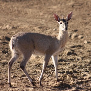 Duiker South Africa