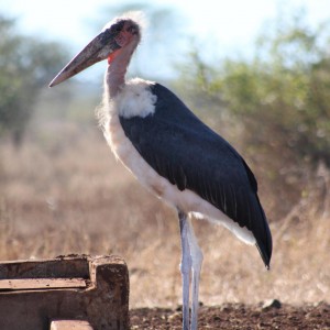 Marabou Stork