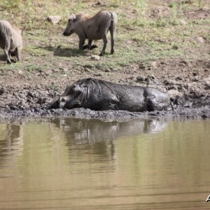 Happy as a Pig in slop!