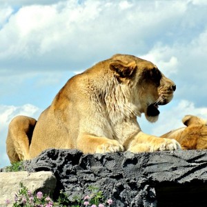 Mauritius - Lions standing very high on a rock!