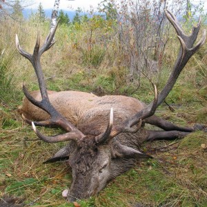 Deer from Slovakia