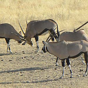 Oryx at Kataneno
