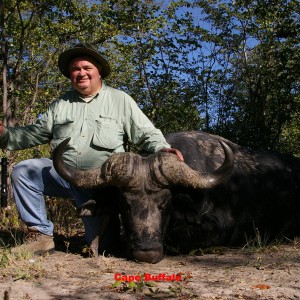 Cape buffalo