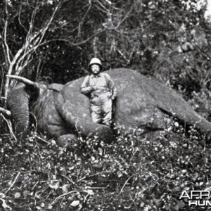 Theodore Roosevelt, the dead tusker