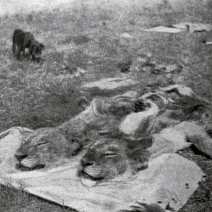 Heads of two big lions shot by Theodore Roosevelt
