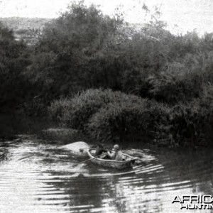 Towing the hippo shot by Theodore Roosevelt