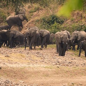 Herd of Elephant in Zambia