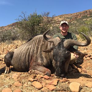 Hunt Blue Wildebeest South Africa