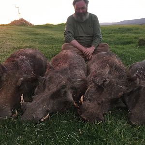 South Africa Warthog Cull Hunt South Africa