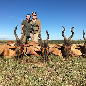 Red Hartebeest Cull Hunt South Africa