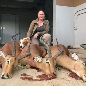 Impala Cull Hunt South Africa