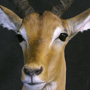 Impala Shoulder Mount Taxidermy Close Up