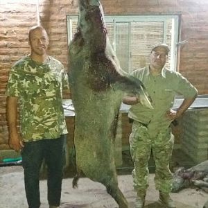 Argentina Hunting Boar
