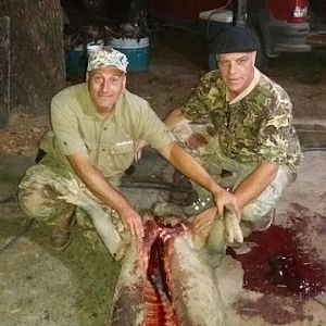 Hunt Boar in Argentina
