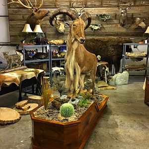 Aoudad Full Mount Pedestal Taxidermy