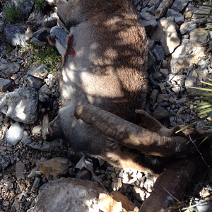 Hunt Spanish Ibex in Spain