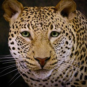 Leopard Mount Taxidermy