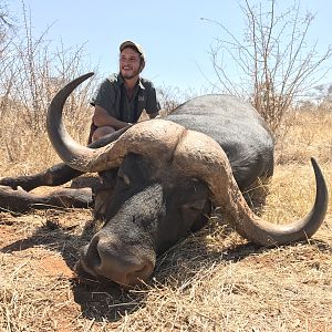 Hunt Cape Buffalo South Africa