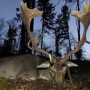 Hunting Fallow Deer France
