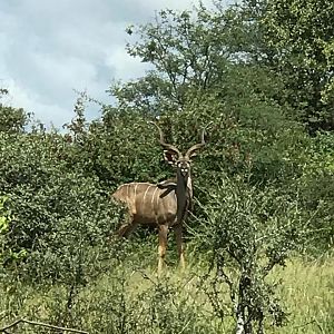 Kudu South Africa