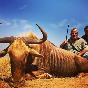 Hunting Golden Wildebeest South Africa